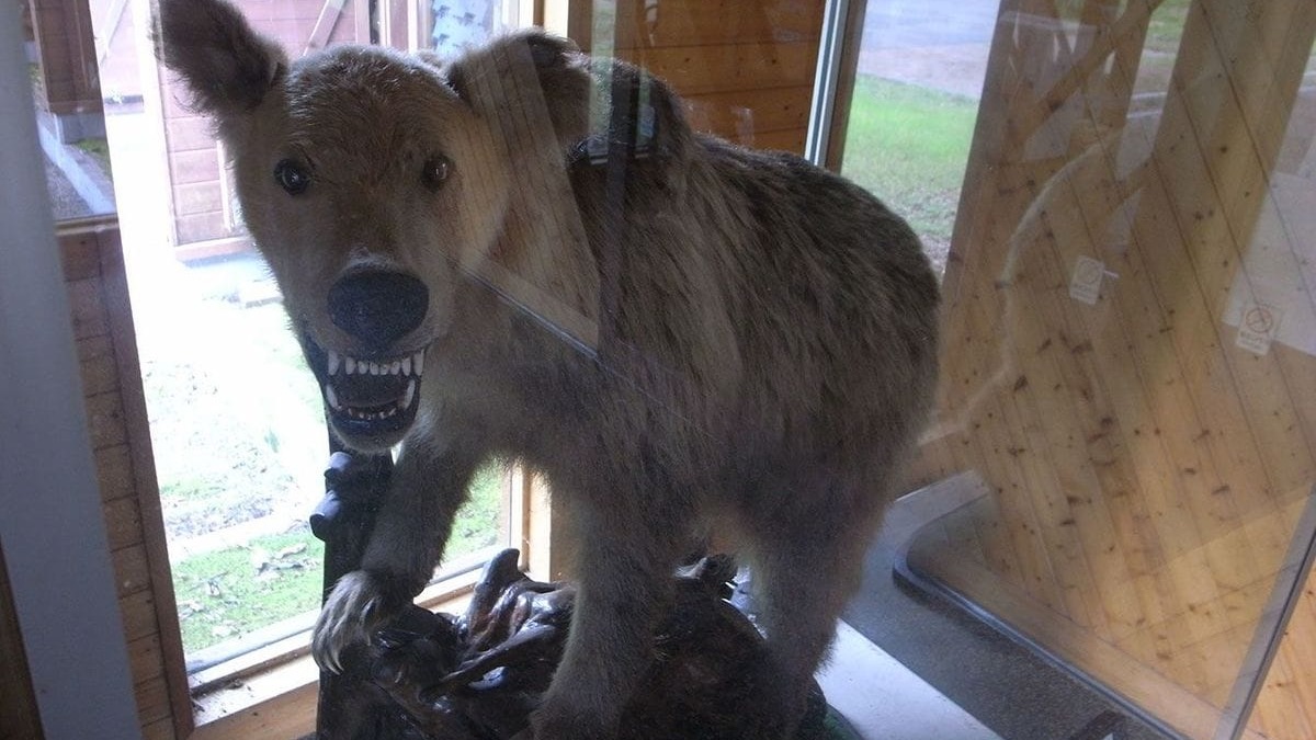 遭到熊的記恨會被追殺到死為止？日本著名熊害「福岡大學漂鳥運動社棕熊事件」