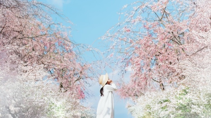 獨享春日粉櫻爛漫！在地人推薦廣島私房賞櫻景點