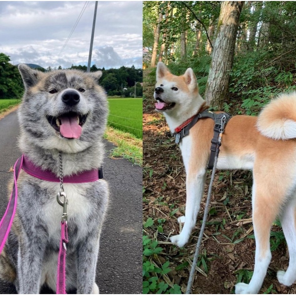 5個人氣秋田犬IG帳號！追蹤下去讓毛孩呆萌笑容療癒你