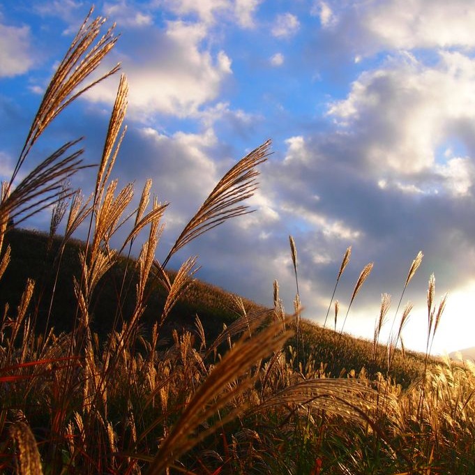 神奈川勝景50選之一！秋季光輝燦爛的仙石原芒草