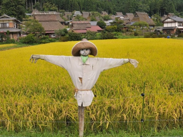 在日本田裡的稻草人是神明？守護日本田園的秋收季節「案山子祭」