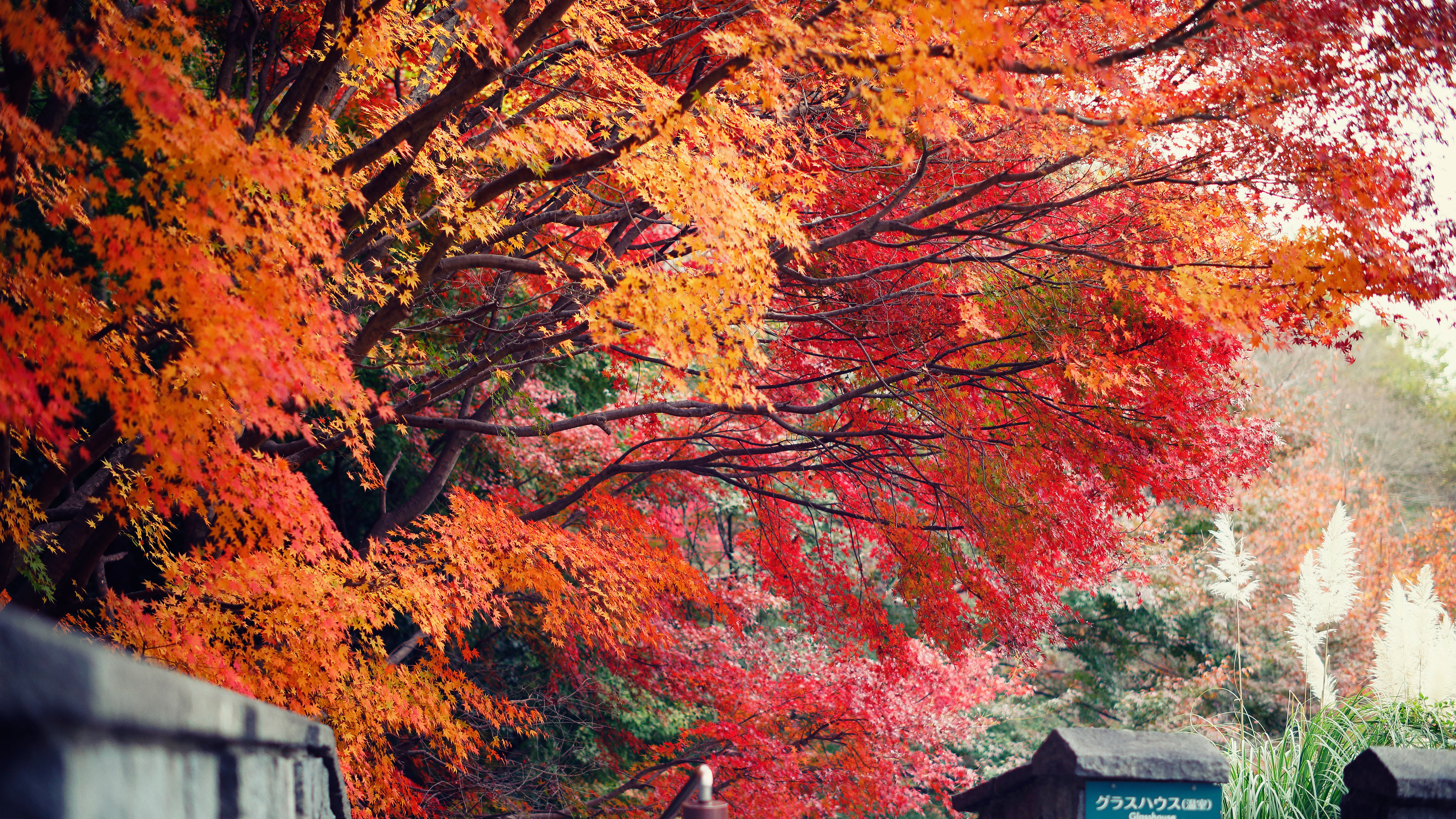 「神戶觀光SMART PASSPORT」一票在手暢玩神戶，楓葉季就來神戶賞楓，五大賞楓人氣景點推薦