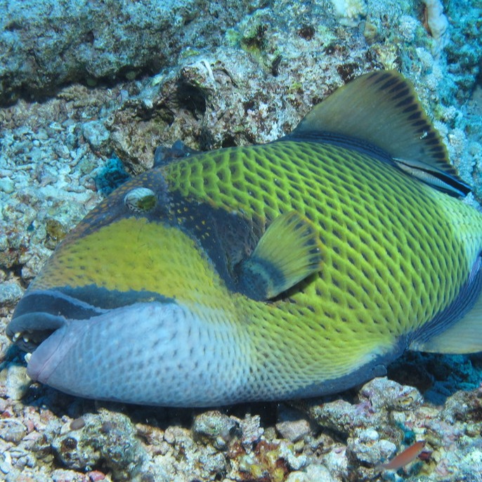 比鯊魚還危險?春夏季沖繩旅遊水中活動請務必注意「褐擬鱗魨」!