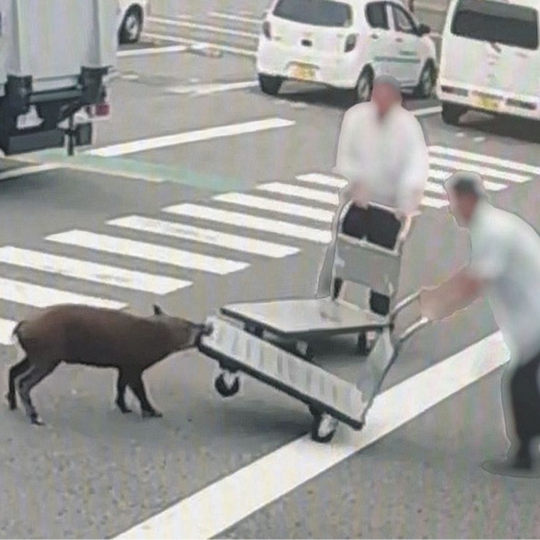 動物頻繁入侵人類生活區域，如何透過現代技術防範動物災害成為重要課題