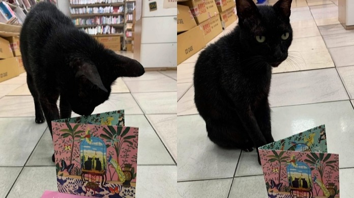 為浪貓發聲！小泉今日子組「黑貓同盟」發新輯！上傳創意開箱照就有機會獲得進口唱盤機