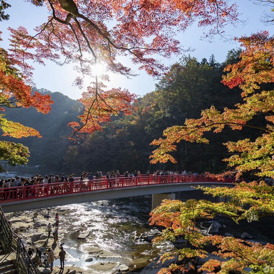 豐田汽車本社所在地「愛知縣豐田市」絕美賞楓絕景搭配週邊景點一次玩透透
