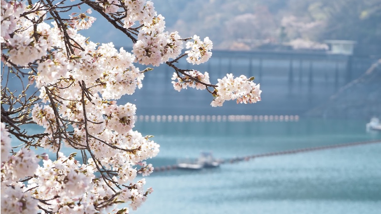 赴日賞櫻早春召集令 2025櫻花季提前  尋幽訪勝東京三處追櫻私房景點