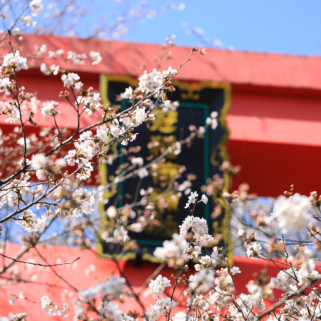 2024年爛漫春日中的夢幻組合 鳥居 x 櫻花夢幻美景6選