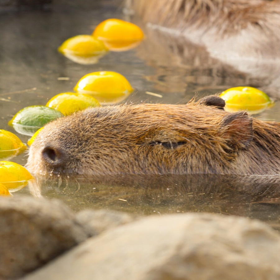 用日本酒泡澡還能養顏美容？26日就是各式各樣的「風呂之日」