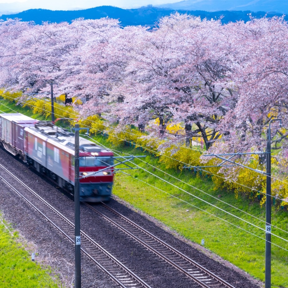 2025年日本宮城賞櫻必去景點 5 選!千本櫻美景不能錯過