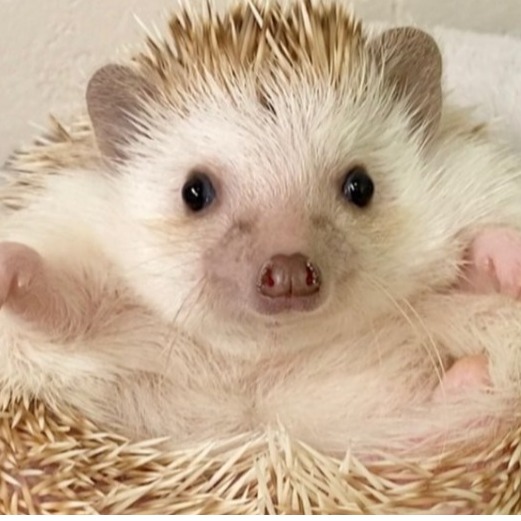 沒想到在咖啡廳可以也遇見牠們！日本可愛動物咖啡廳5選