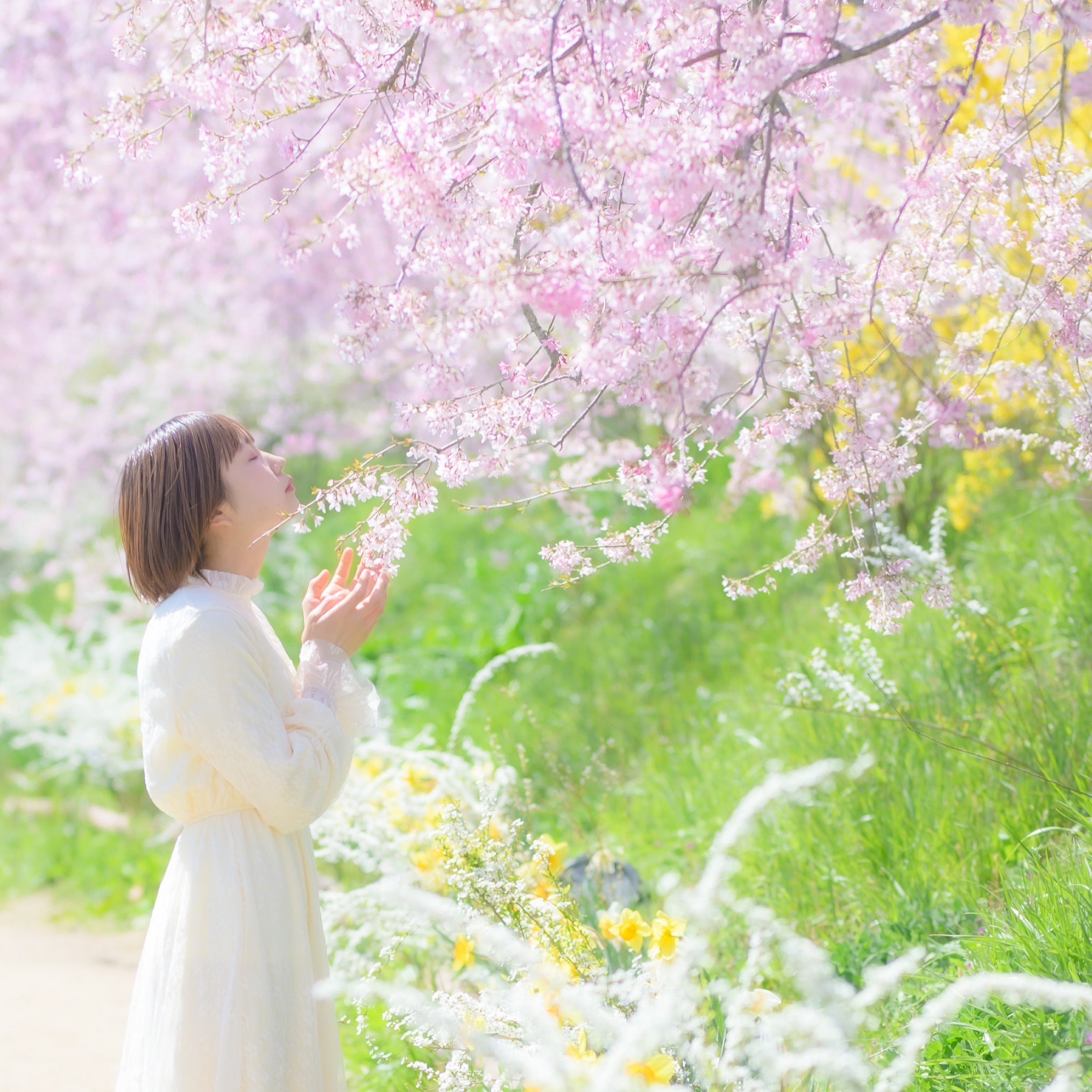 2025年廣島櫻花追起來!10大推薦賞櫻景點、花期一次看