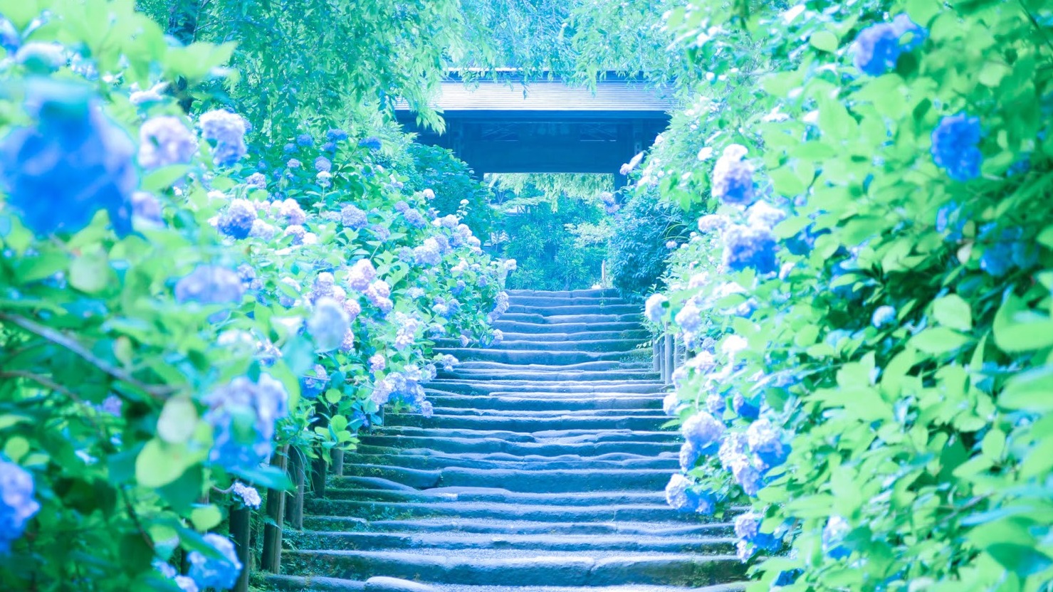 日本六月旅遊推薦!雨季必去六大自然景點,京都、鎌倉、箱根、尾瀨這樣玩才不飲恨!