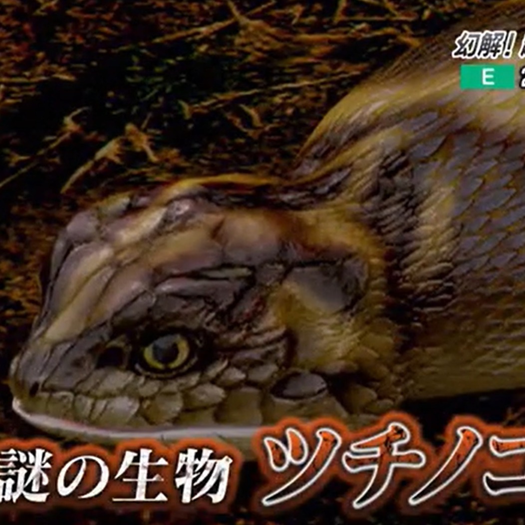 抓到就有一百萬!日本傳說級未確認生物「野槌蛇」真的存在嗎?