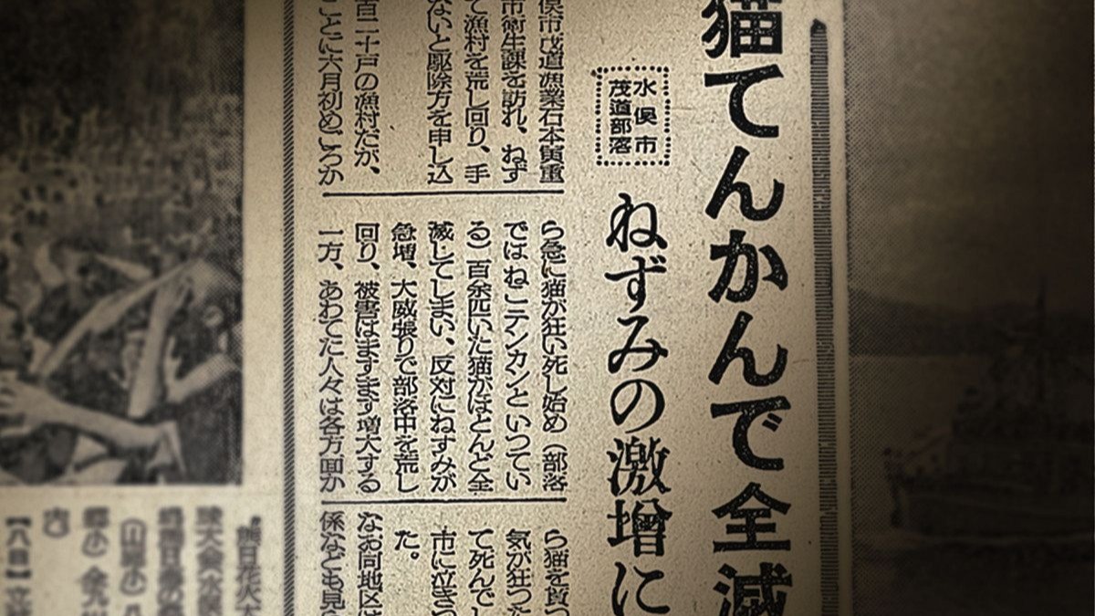 當這裡的貓開始跳舞？背後隱藏巨大的死亡悲劇：名列日本四大公害病「水俁病」