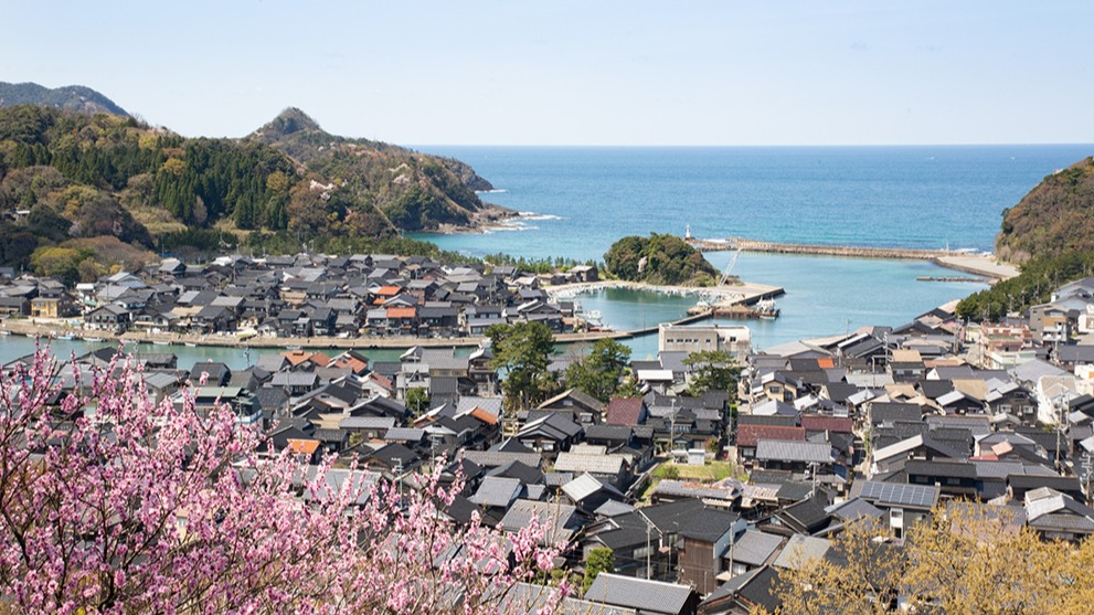 關西賞櫻秘境竹野海岸 粉嫩春櫻交織蔚藍日本海唯美景色