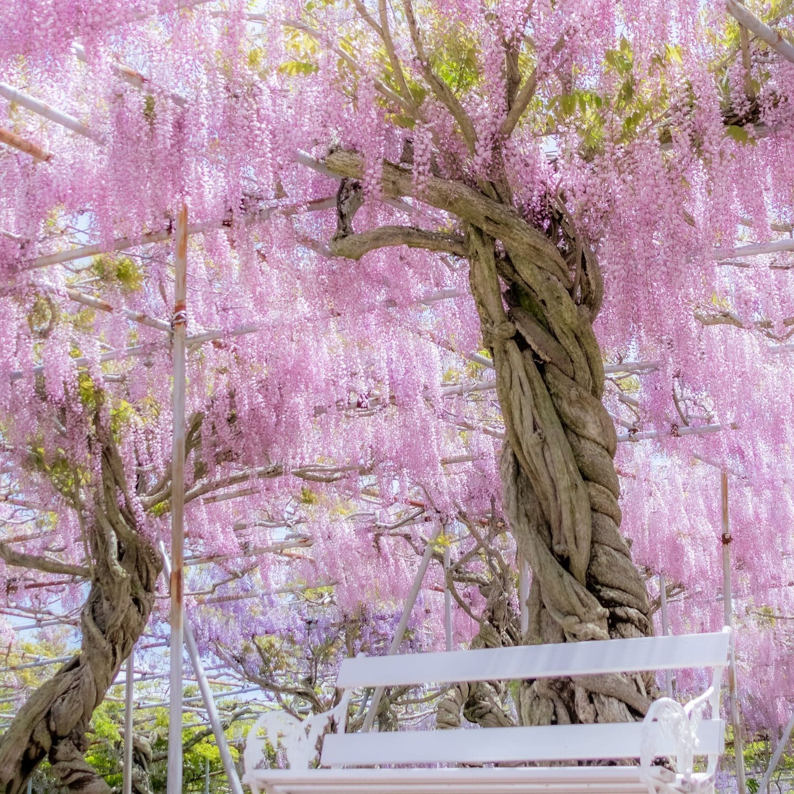 廣島世羅高原農場「藤花季」!溫柔的藤花與多彩的魯冰花交織的美景,彷若進入童話世界
