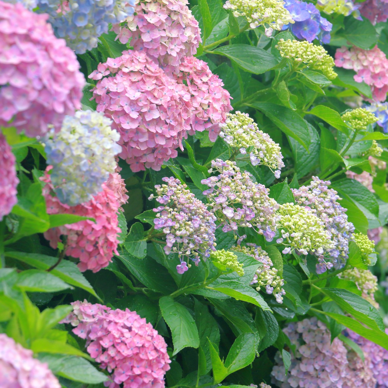 東京都內紫陽花絕景5選，到夢幻花海感受初夏魅力