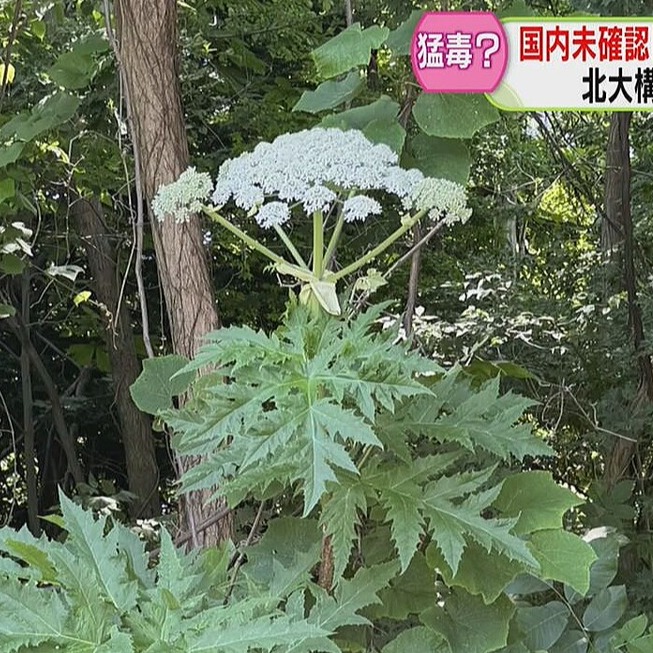 日本旅遊請注意！北海道大學內驚見外來劇毒植物，接觸恐引發嚴重皮膚灼傷