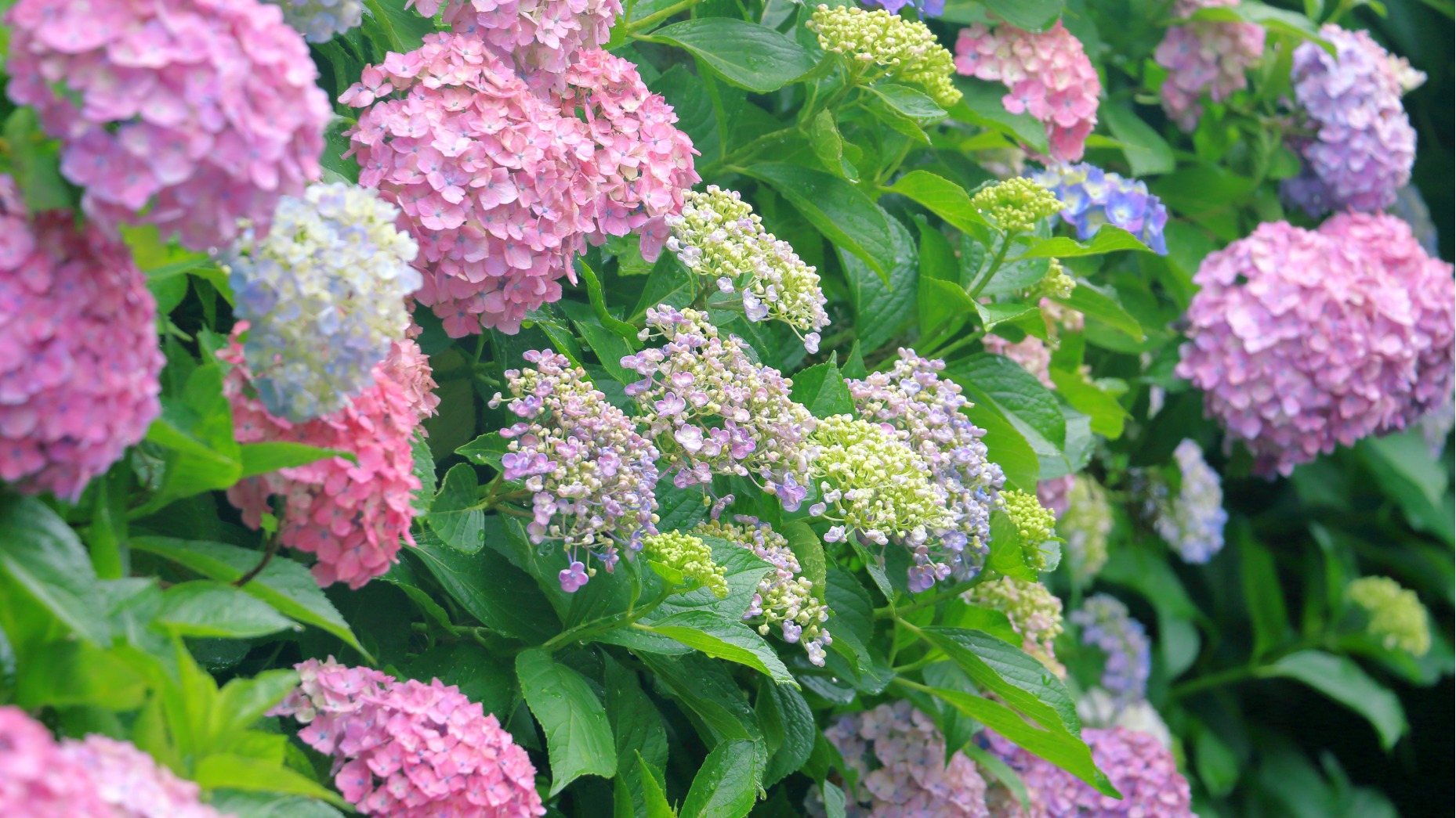 東京都內紫陽花絕景5選，到夢幻花海感受初夏魅力