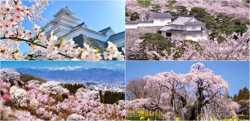 福島櫻花景點10選推薦！美如瀑布的「三重瀧櫻」絕對必看