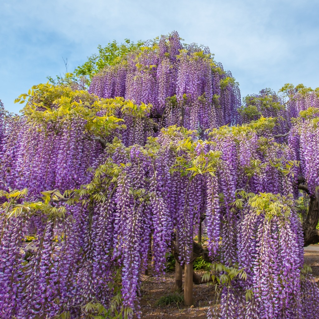 紫藤花祭不可錯過的美景!栃木足利花卉公園「紫藤花物語~大藤祭2024~」