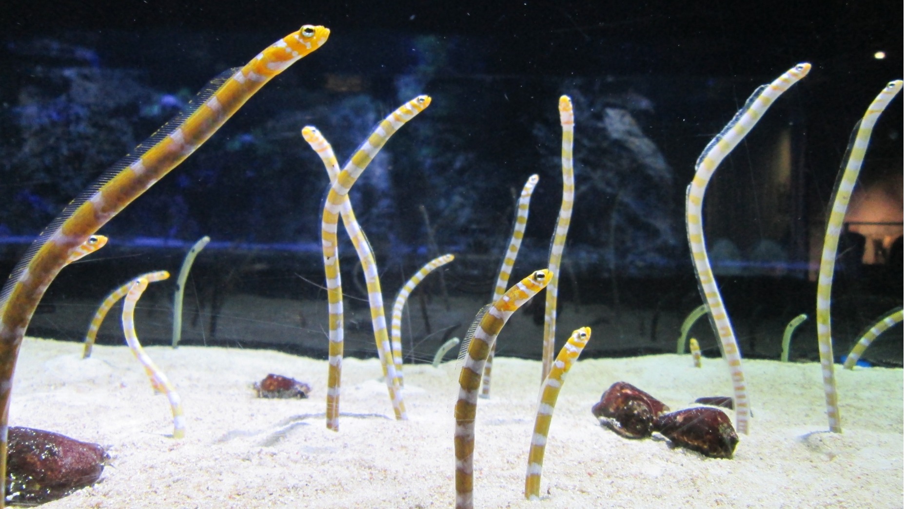 想看超療癒花園鰻本人嗎?精選日本關東地區5間水族館,近距離觀賞海洋界的可愛教主!