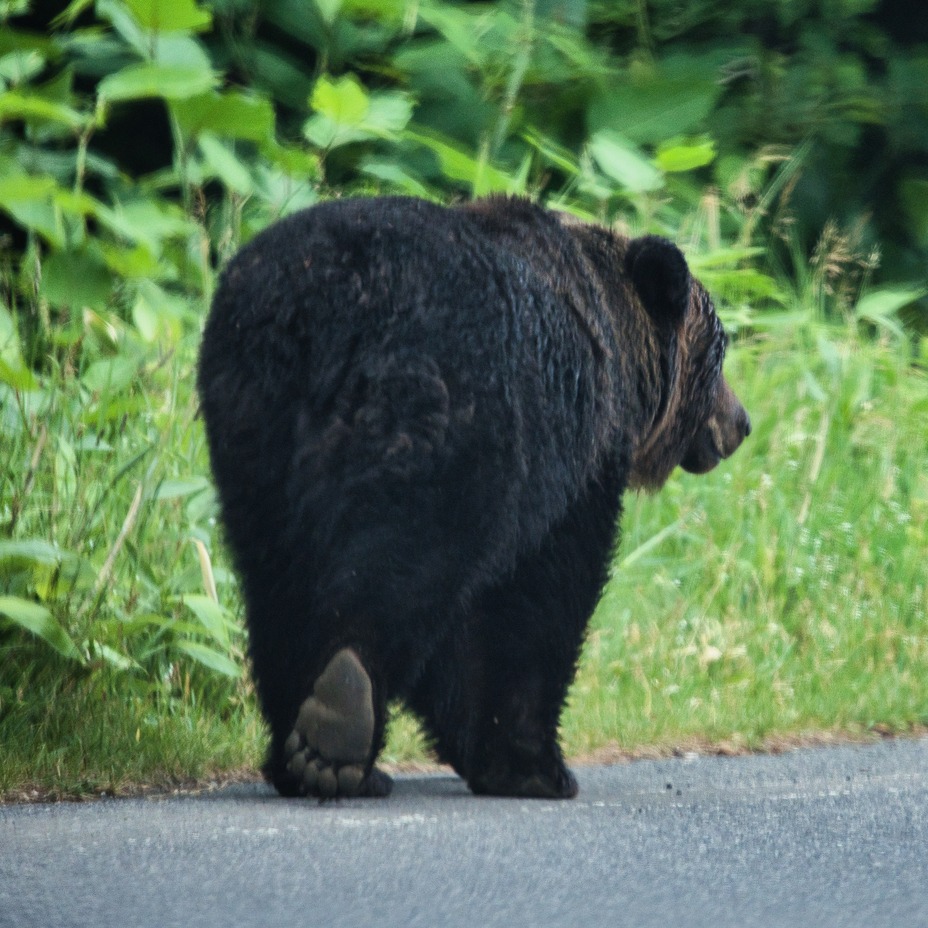 日本熊害頻傳！日本積丹町副議長還惹火獵人拒絕出動？炎上爭議懶人包