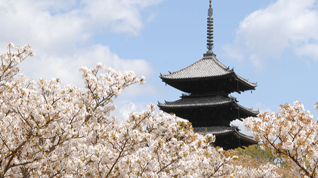 4月中去京都還看得到櫻花！京都的晚開櫻花景點5選