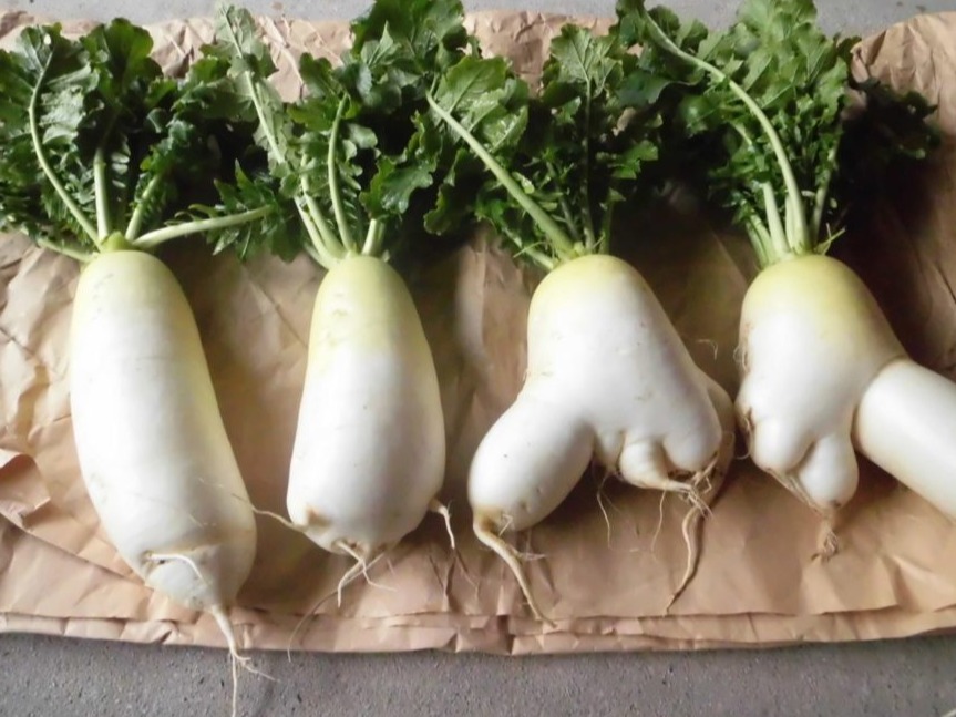 分岔的白蘿蔔是獻給神的新娘？日本東北「白蘿蔔跨年」習俗