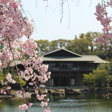 2024名古屋人氣賞櫻熱點大公開 必去5精選