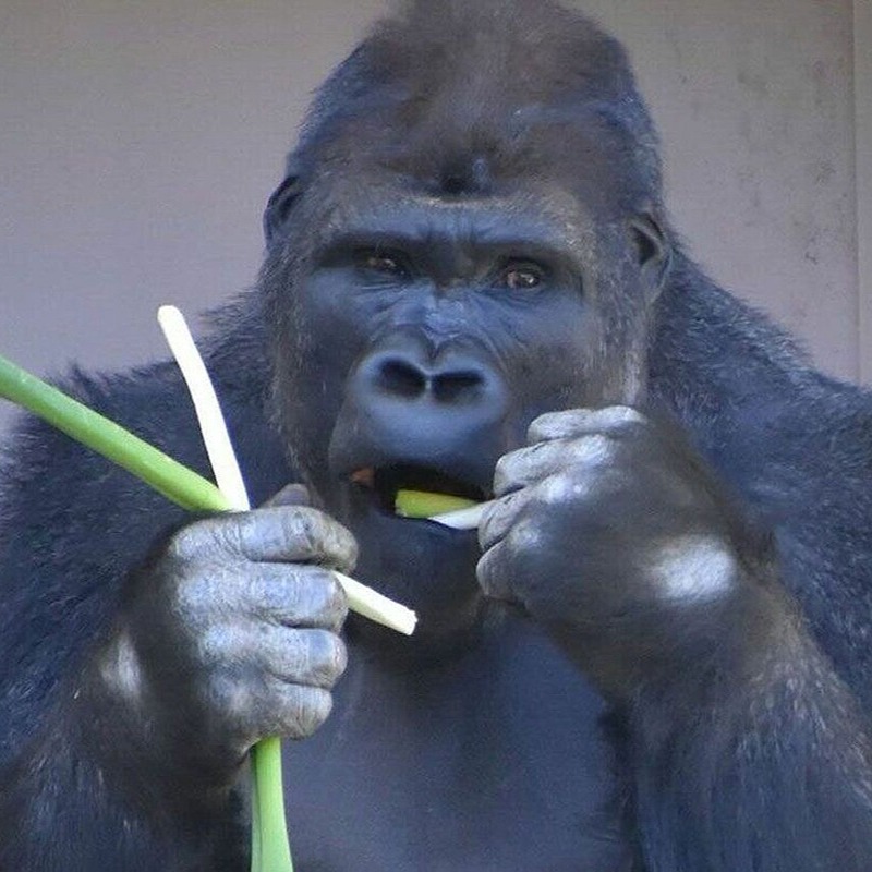 猩二代來了！被封為「大猩猩界的木村拓哉」，東山動植物園大猩猩「清正」引起熱烈關注！