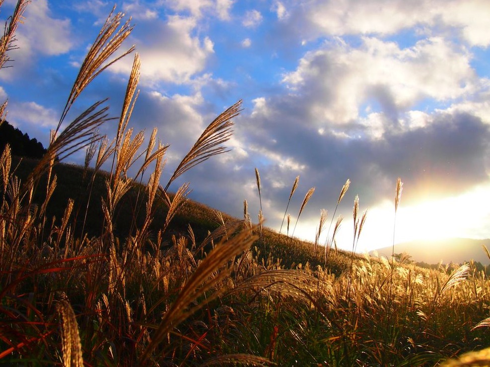 神奈川勝景50選之一！秋季光輝燦爛的仙石原芒草