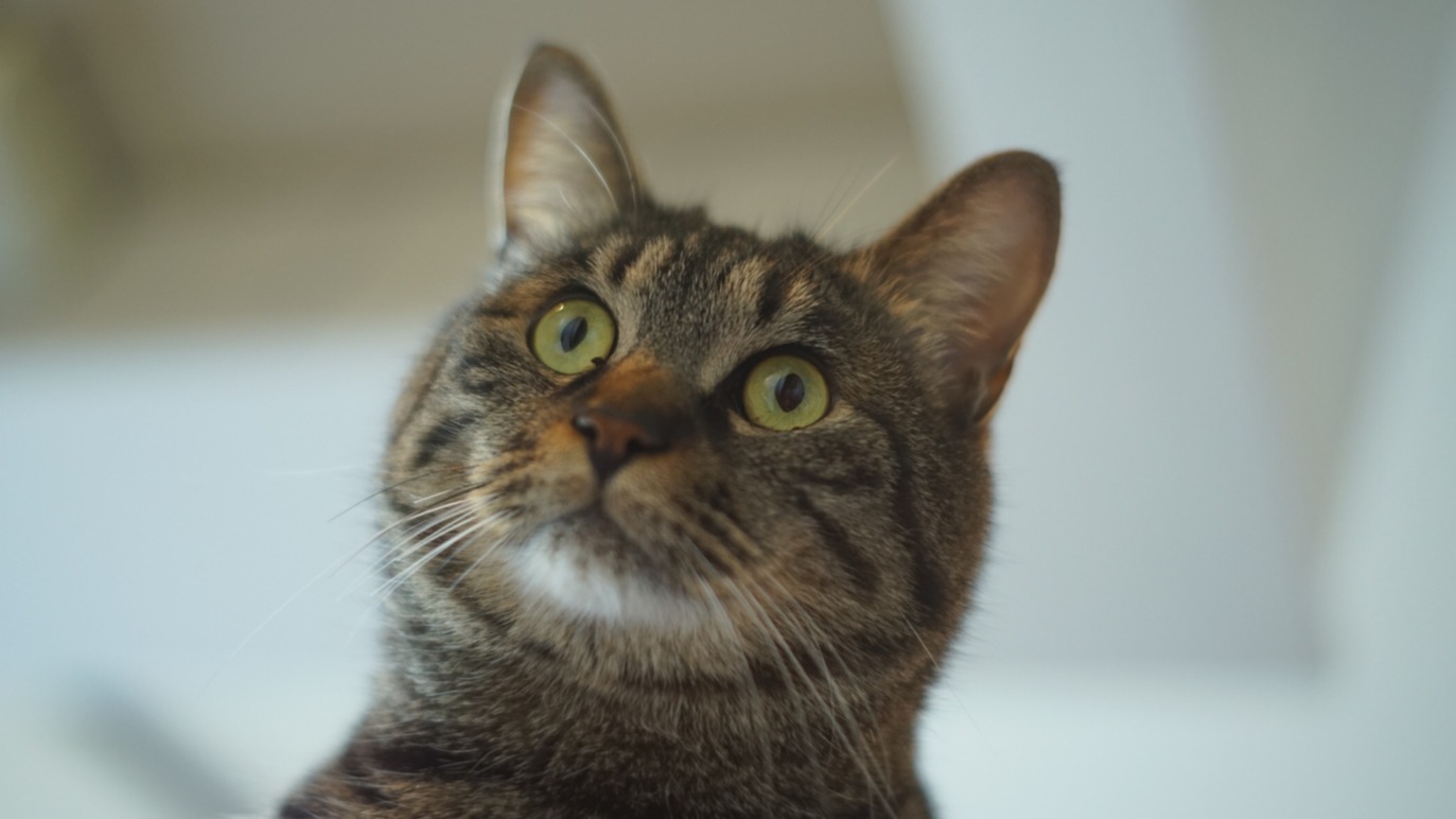 2022 國際貓之日推特湧入大量貓咪！貓咪寶可夢新宿街頭大集合