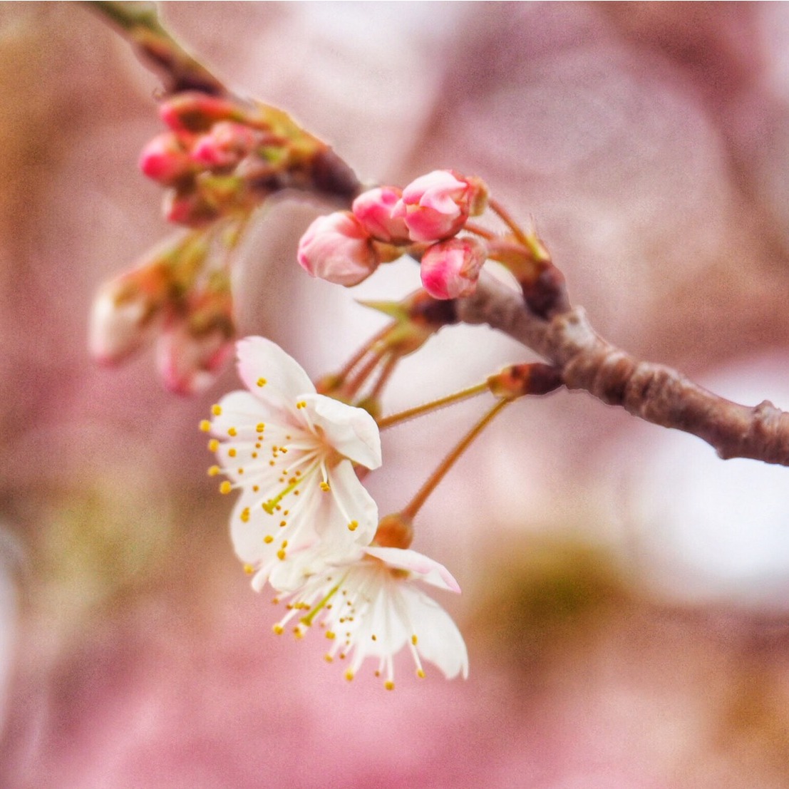 未來到日本賞花不用怕！梅花、櫻花、桃花、杏花懶人分辨法