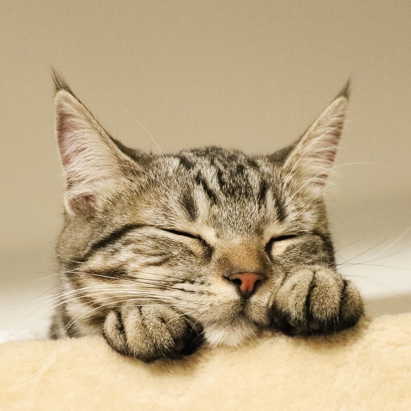 歡迎來到貓奴之國!「貓之日」是什麼?日本人真的比較喜歡貓?