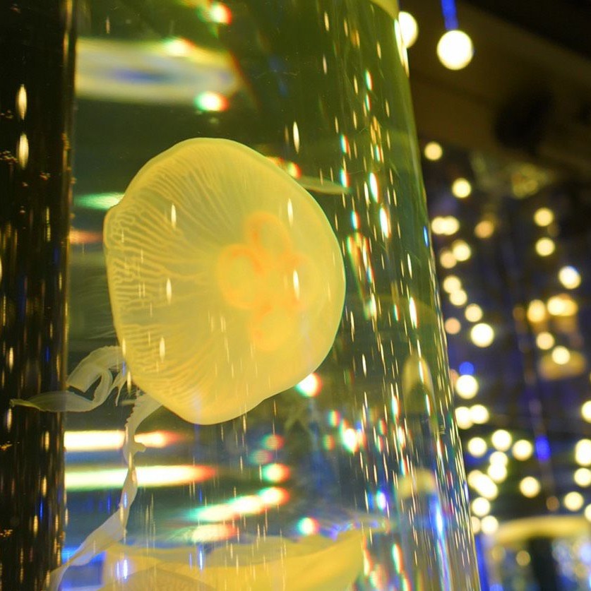 可以喝酒又有燈光秀？令人目眩神迷的「Maxell Aqua Park品川」水族館