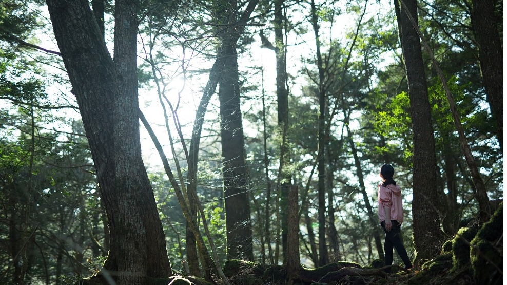 來虹夕諾雅 富士以全身感受樹海，深度療癒身心的 「樹海森呼吸」