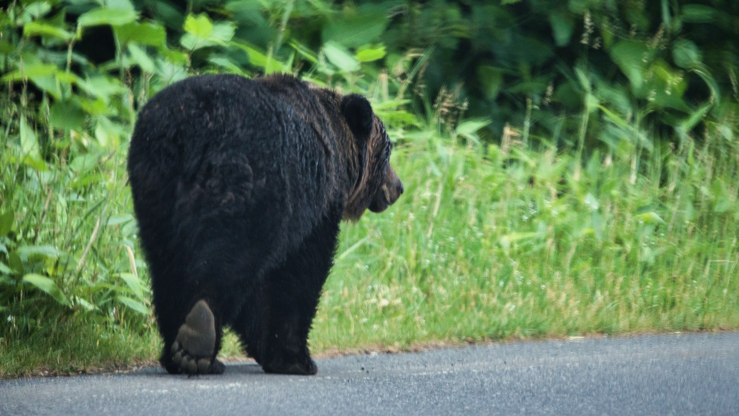 日本熊害頻傳！日本積丹町副議長還惹火獵人拒絕出動？炎上爭議懶人包
