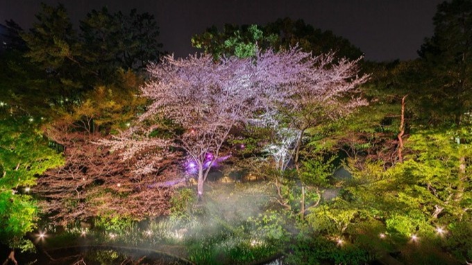 御殿山夢幻夜櫻「櫻霞」超級仙氣!還能體驗「茶煙」、彈三味線,預約名額有限,先搶先贏