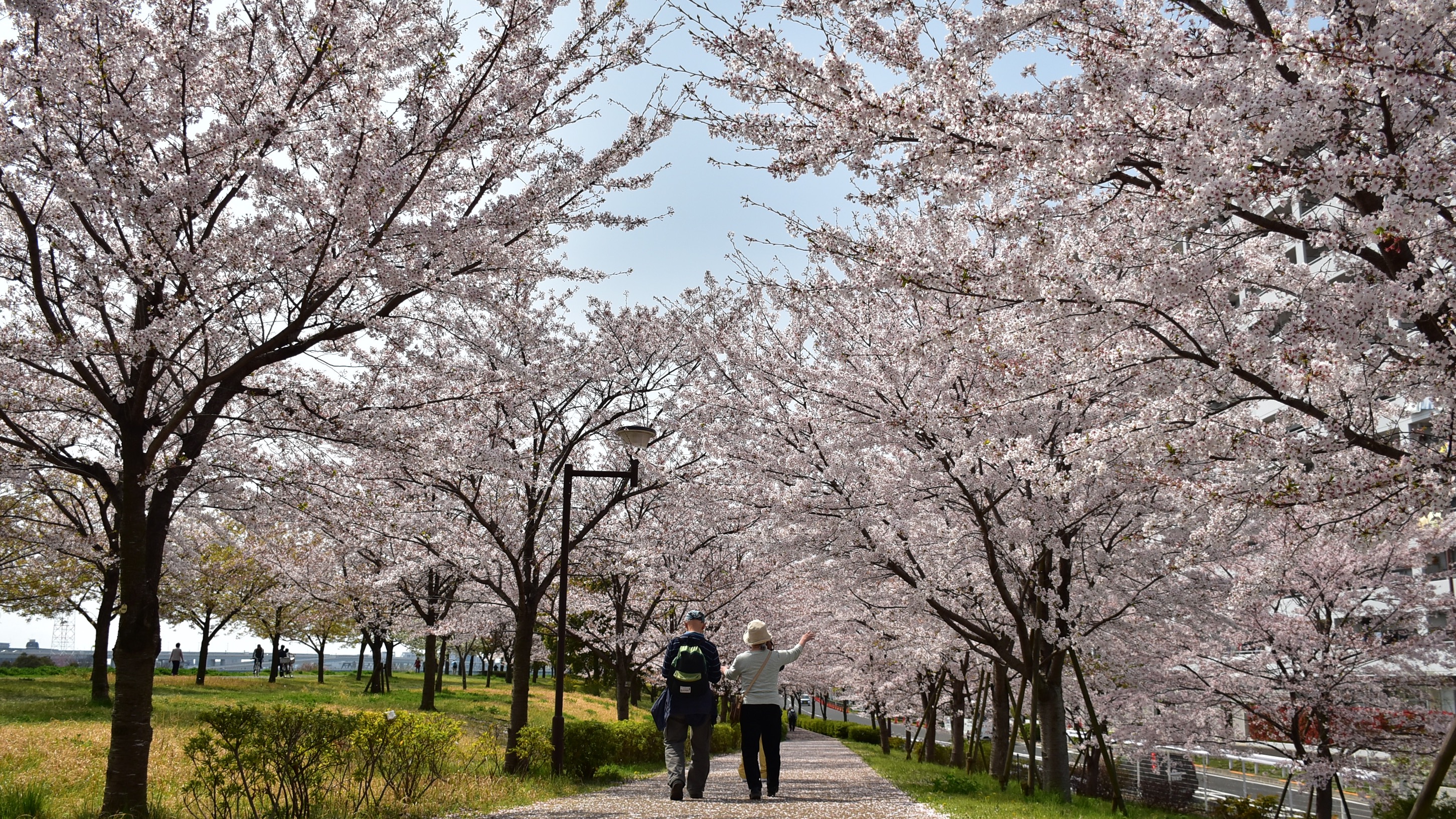赴日賞櫻早春召集令 2025櫻花季提前  尋幽訪勝東京三處追櫻私房景點