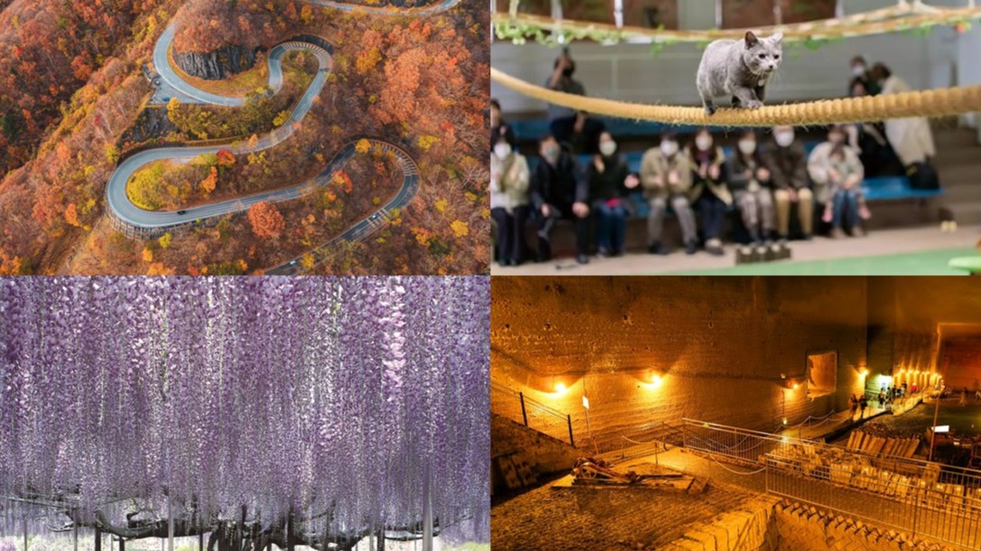 不只有日光東照宮！栃木旅遊必訪 10 大景點推薦，夢幻紫藤花、Snow Man 取景地、賞楓秘境、還有超萌貓咪雜技秀