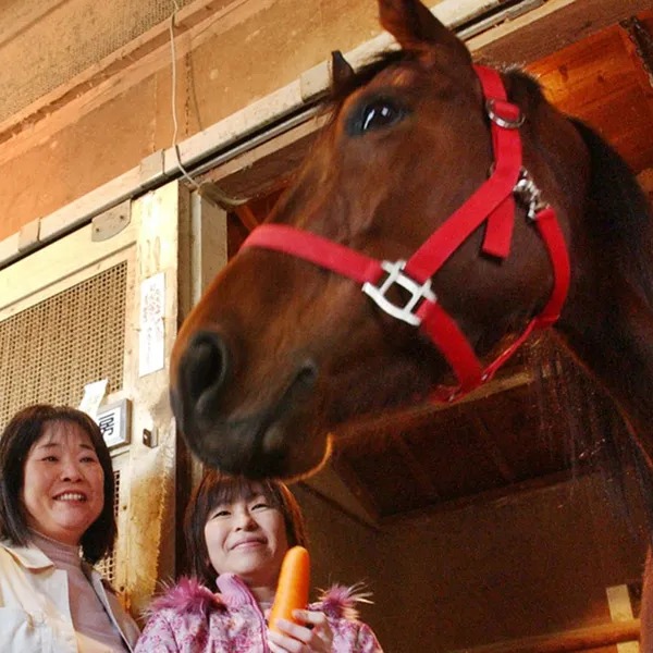 沒有贏過任何一場比賽卻大受歡迎？日本賽馬「春烏菈菈」的傳奇一生