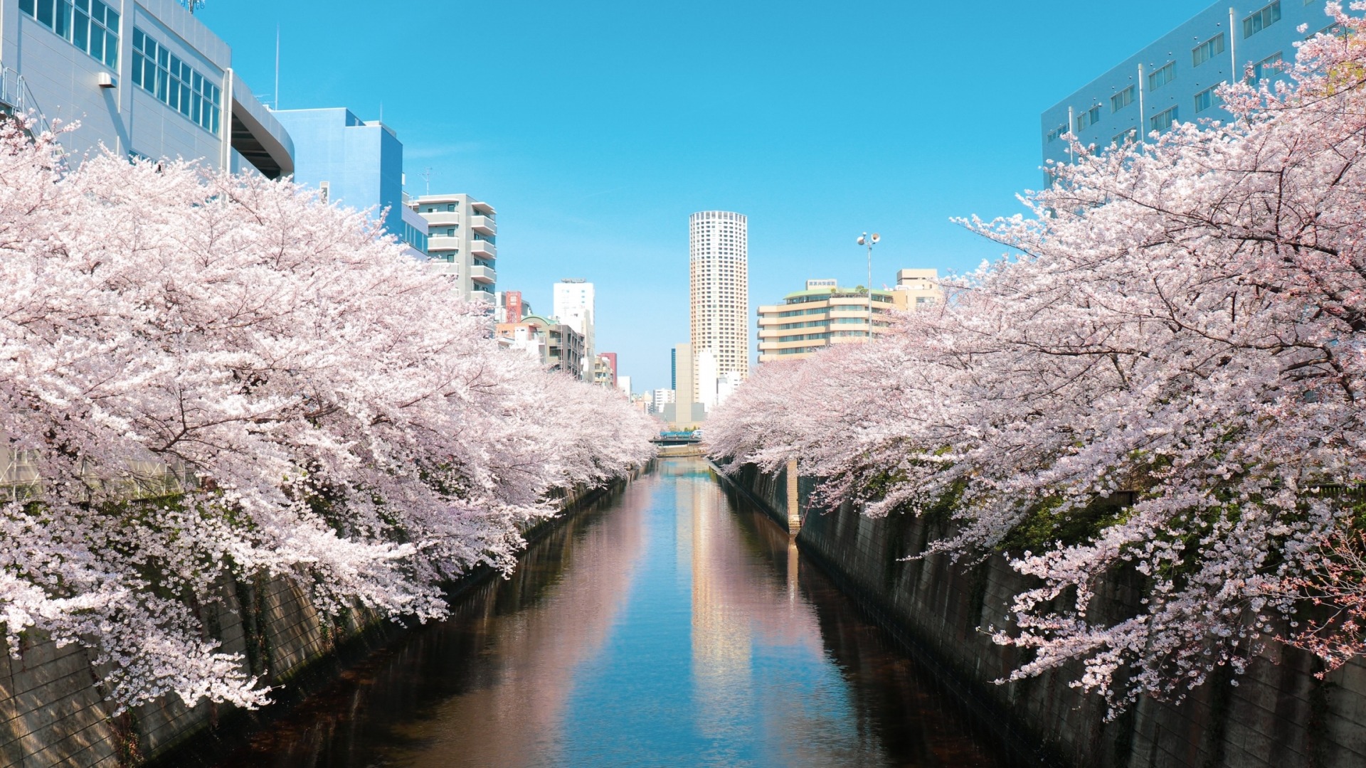 從超人氣賞櫻景點到私房賞櫻地,2023年最新版東日本賞櫻名所大盤點!
