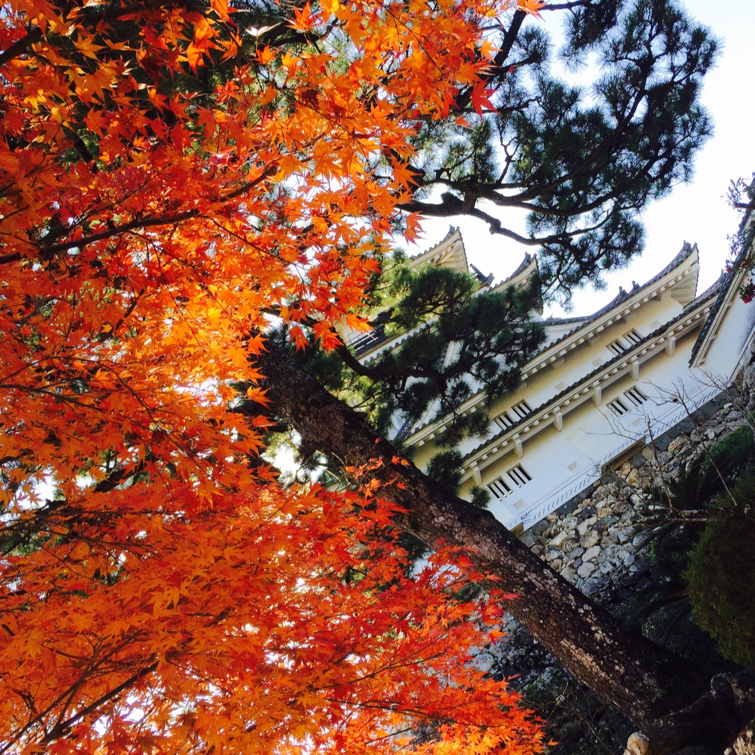 2023高知賞楓景點10選,感受秋季所帶來的自然之美