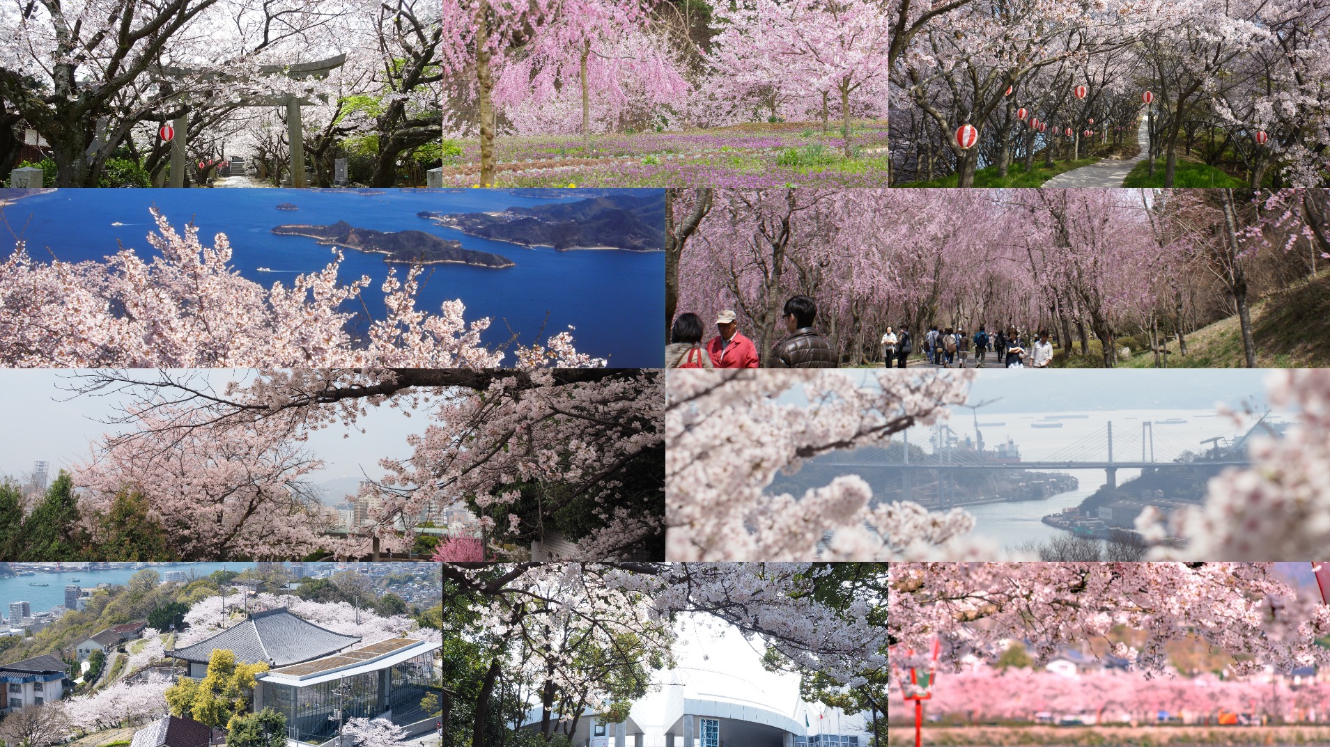 2025年廣島櫻花追起來!10大推薦賞櫻景點、花期一次看
