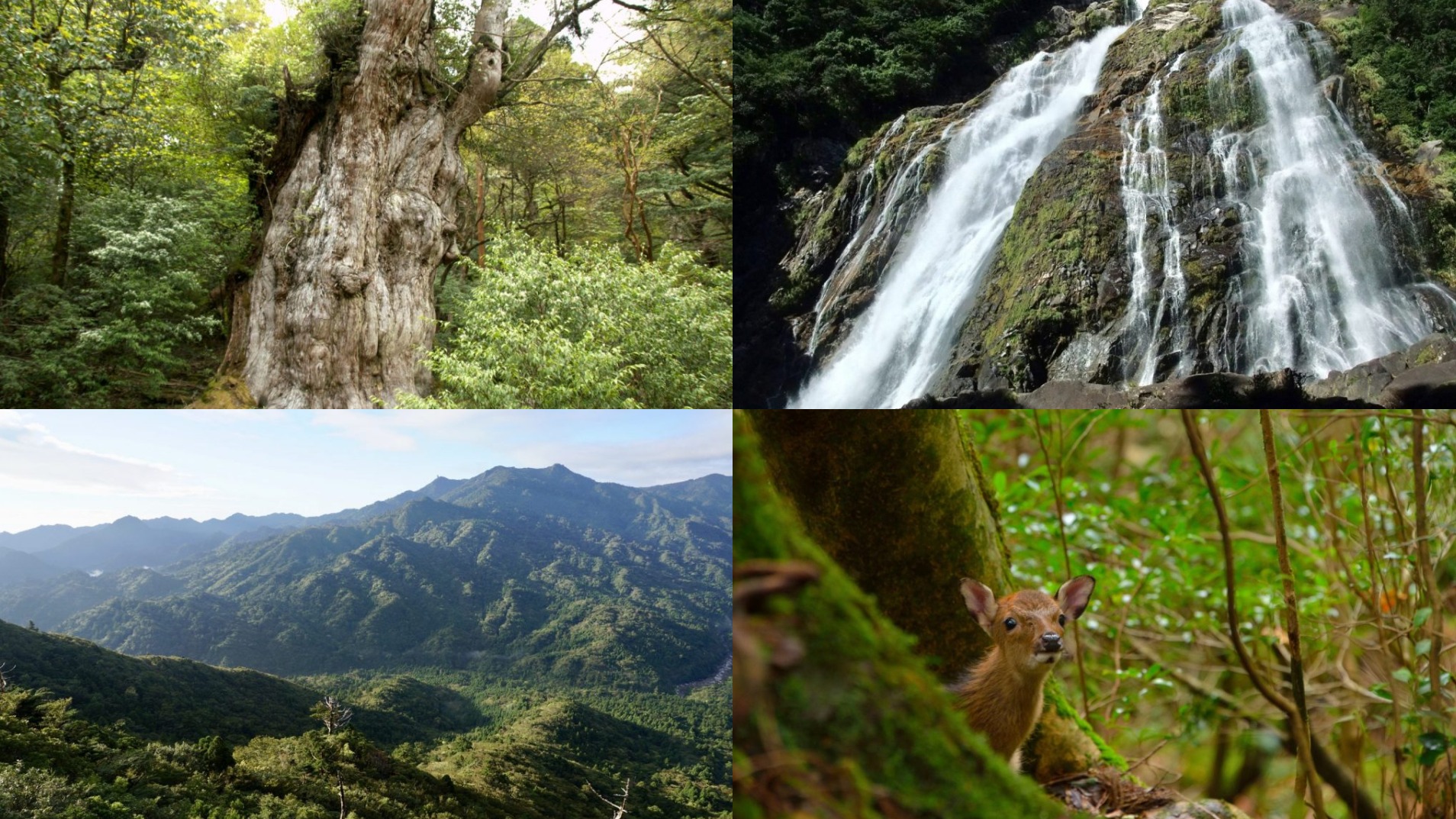 九州自由行必去不敗推薦！魔法公主取景地，到屋久島享受神秘大自然！一窺世界遺產精選景點