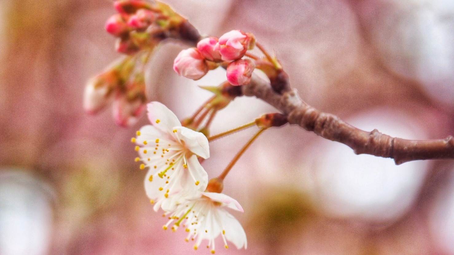 未來到日本賞花不用怕！梅花、櫻花、桃花、杏花懶人分辨法