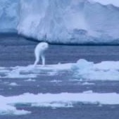 日本傳說中「南極人」真實存在？二戰後南極探勘謎團揭密