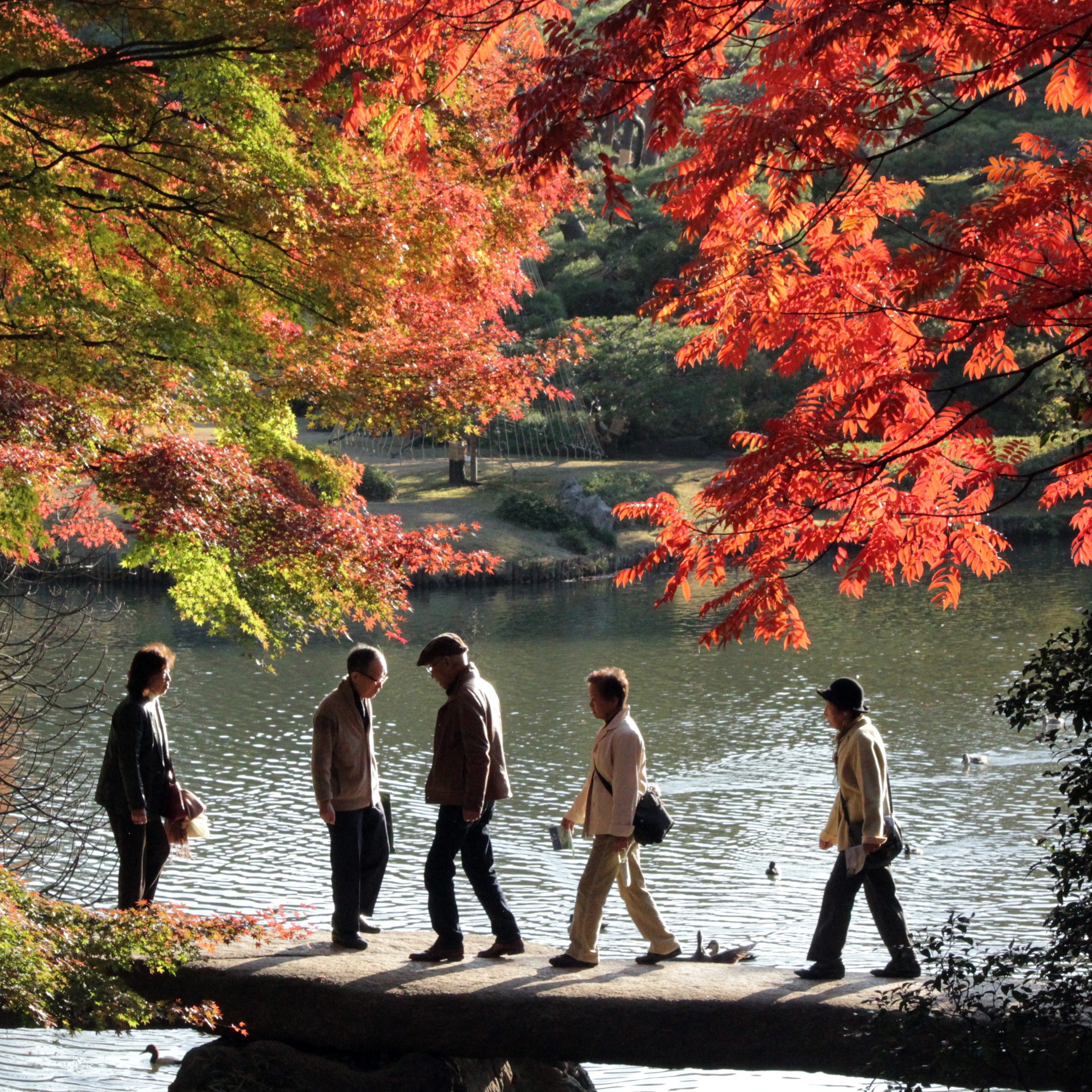 巢鴨周邊一日遊,賞楓、泡湯、大啖咖哩烏龍麵,感受東京下町在地氛圍